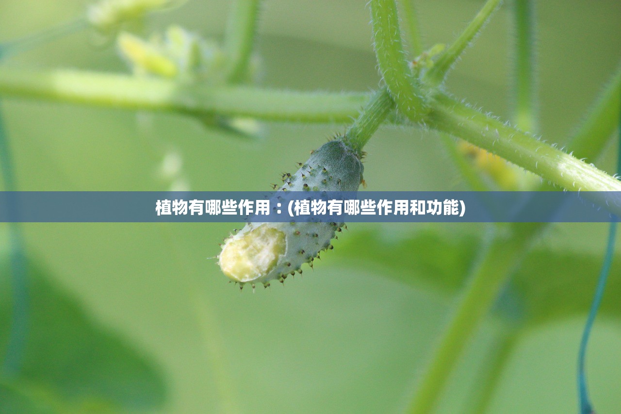 植物有哪些作用︰(植物有哪些作用和功能)