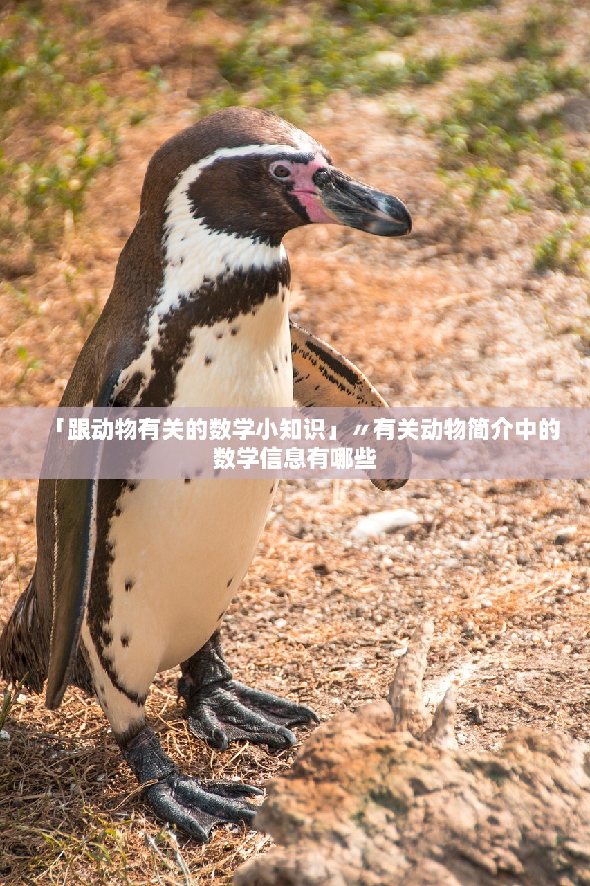 「跟动物有关的数学小知识」〃有关动物简介中的数学信息有哪些