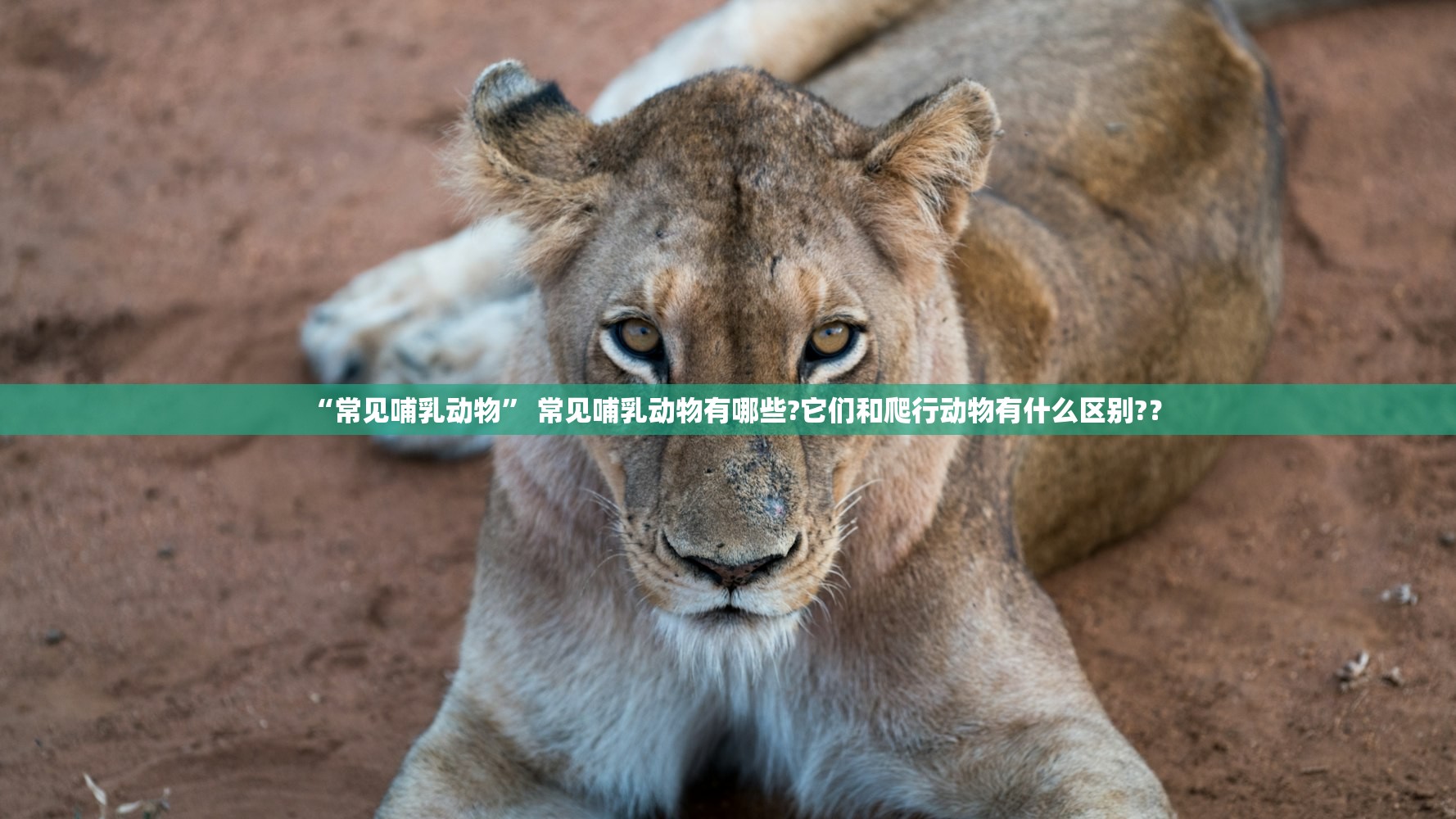 “常见哺乳动物” 常见哺乳动物有哪些?它们和爬行动物有什么区别?？