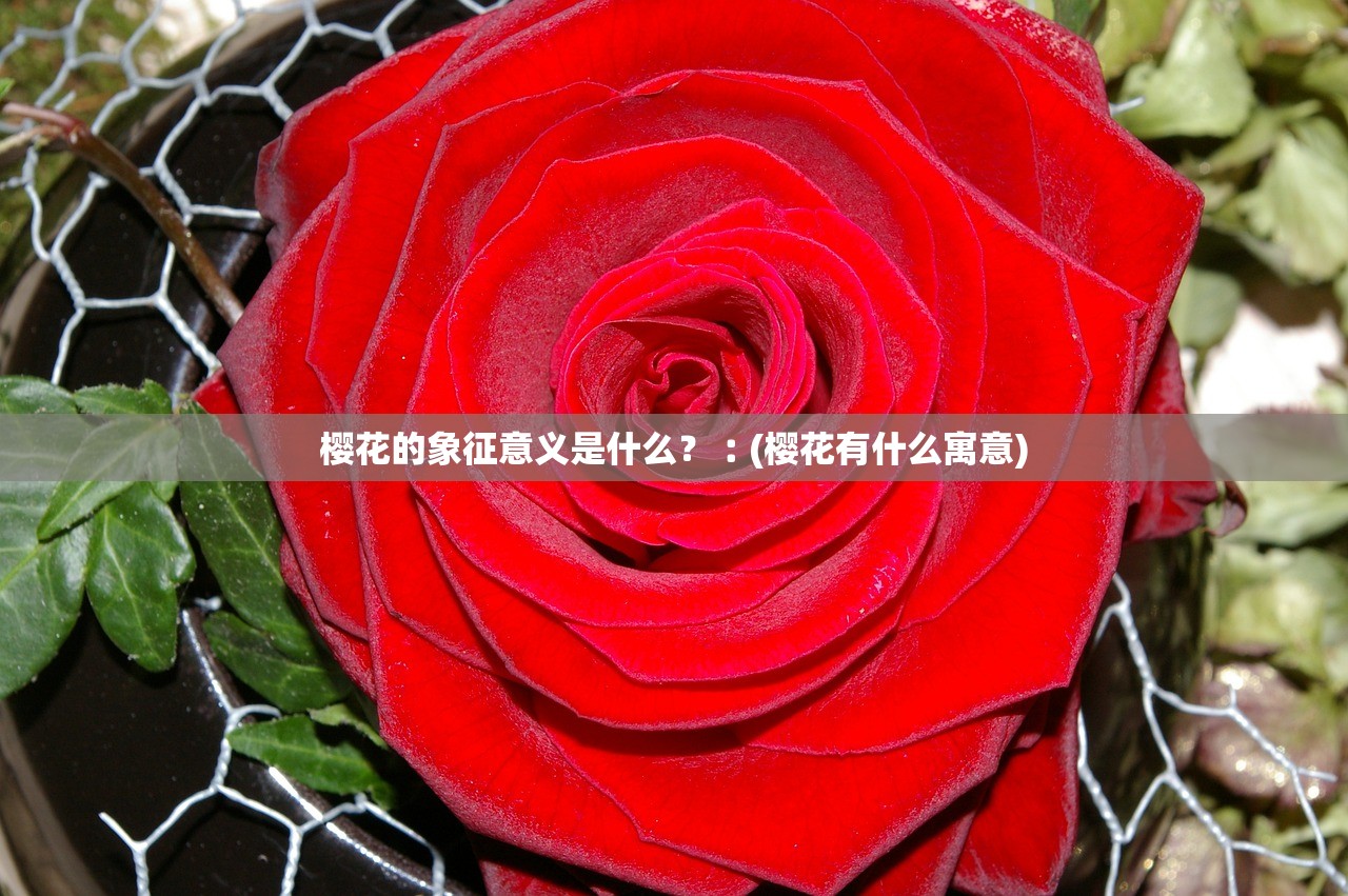 樱花的象征意义是什么？︰(樱花有什么寓意)