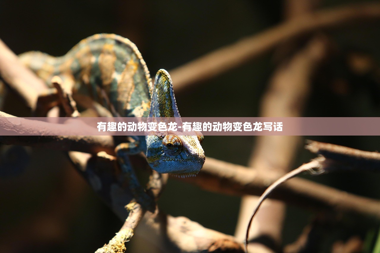 有趣的动物变色龙-有趣的动物变色龙写话