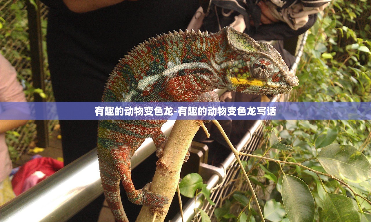 有趣的动物变色龙-有趣的动物变色龙写话