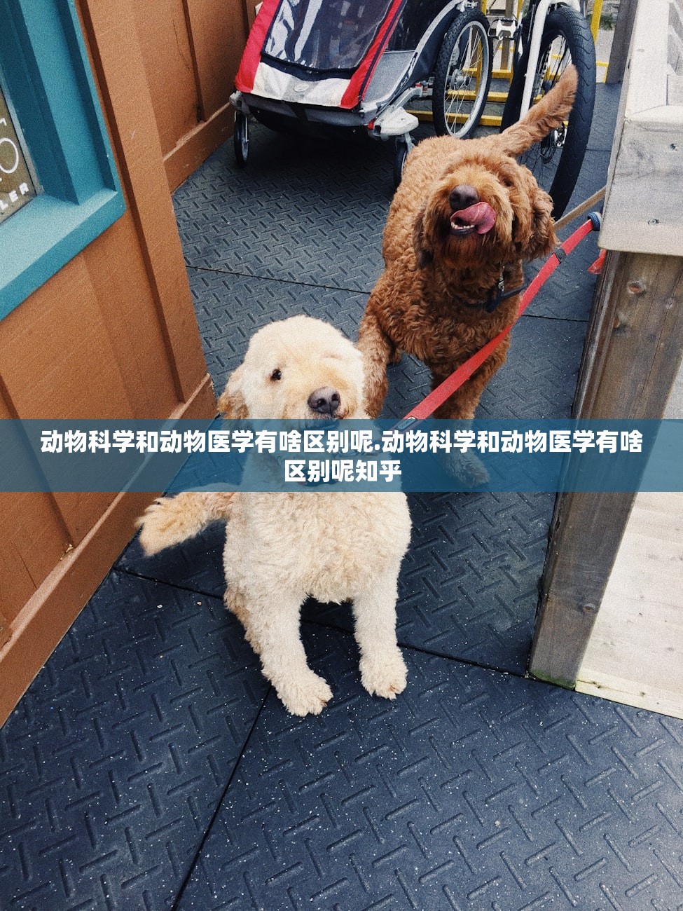 动物科学和动物医学有啥区别呢.动物科学和动物医学有啥区别呢知乎