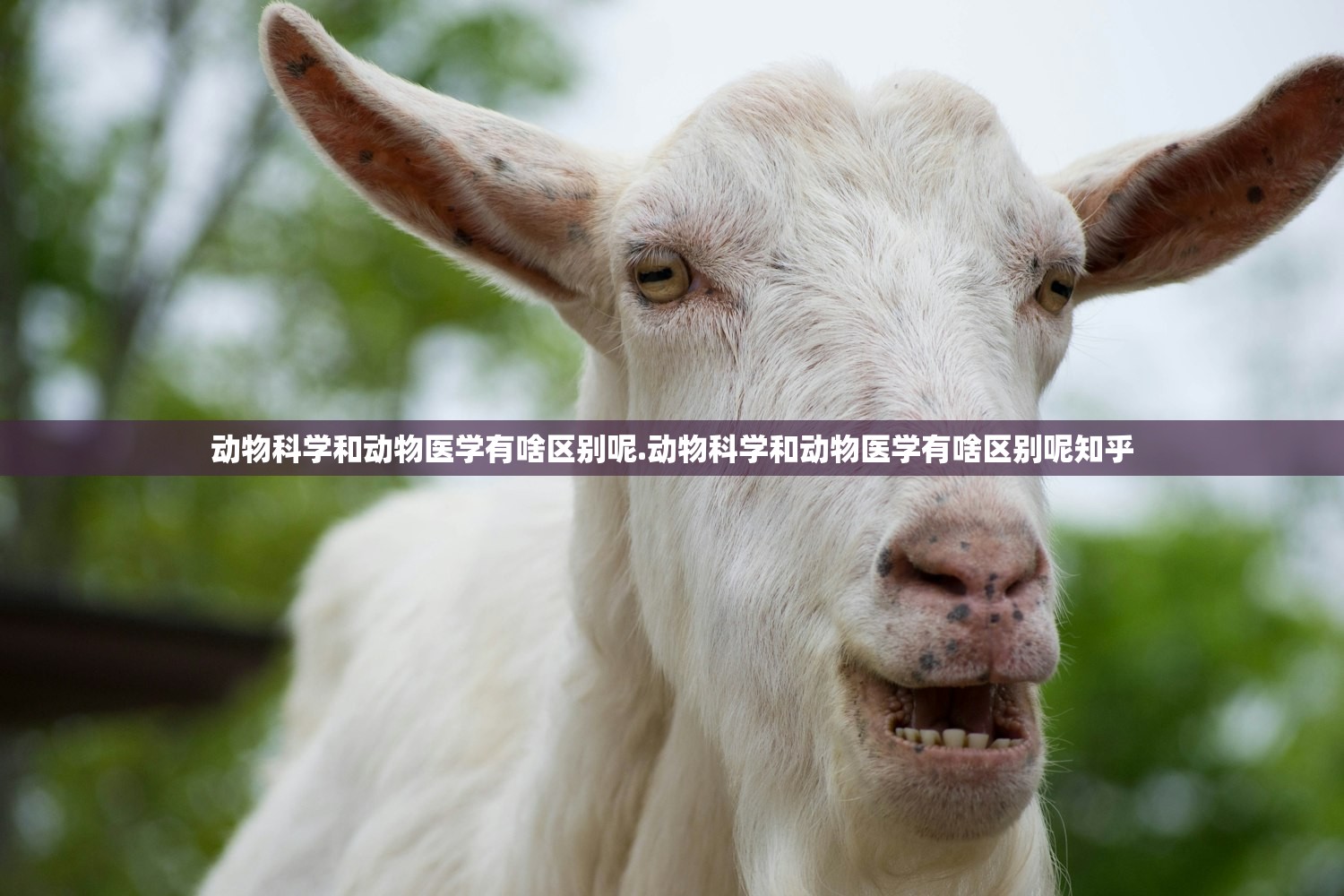 动物科学和动物医学有啥区别呢.动物科学和动物医学有啥区别呢知乎