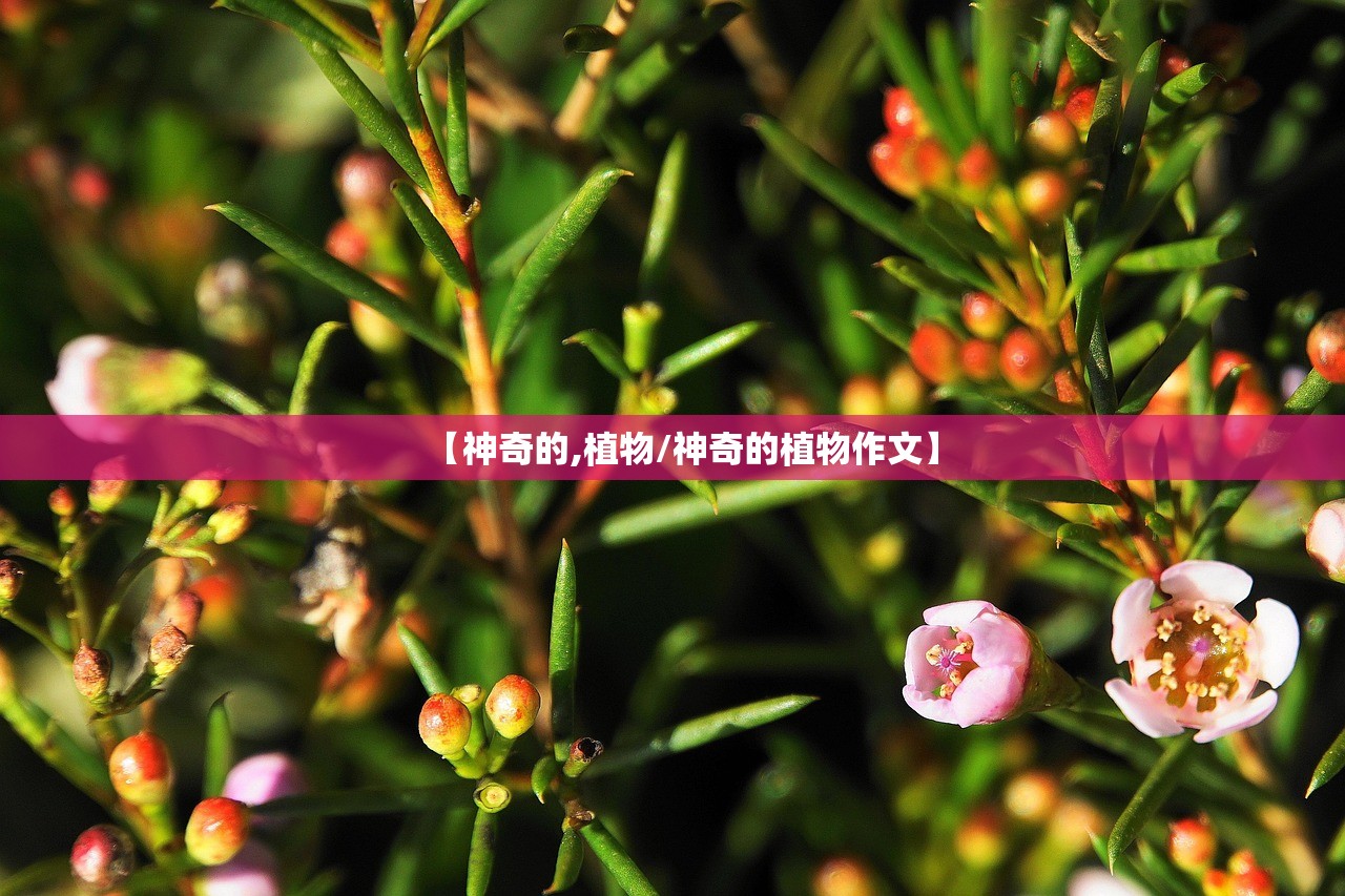 【神奇的,植物/神奇的植物作文】 【神奇的,植物/神奇的植物作文】