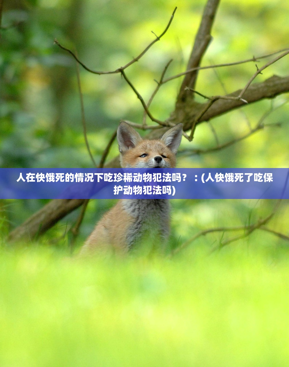 人在快饿死的情况下吃珍稀动物犯法吗？︰(人快饿死了吃保护动物犯法吗)