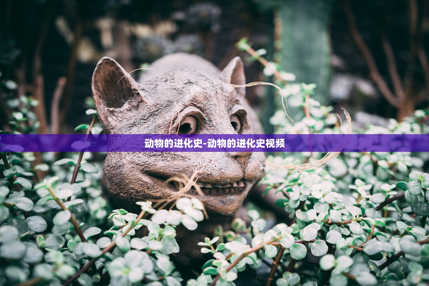 动物的进化史-动物的进化史视频