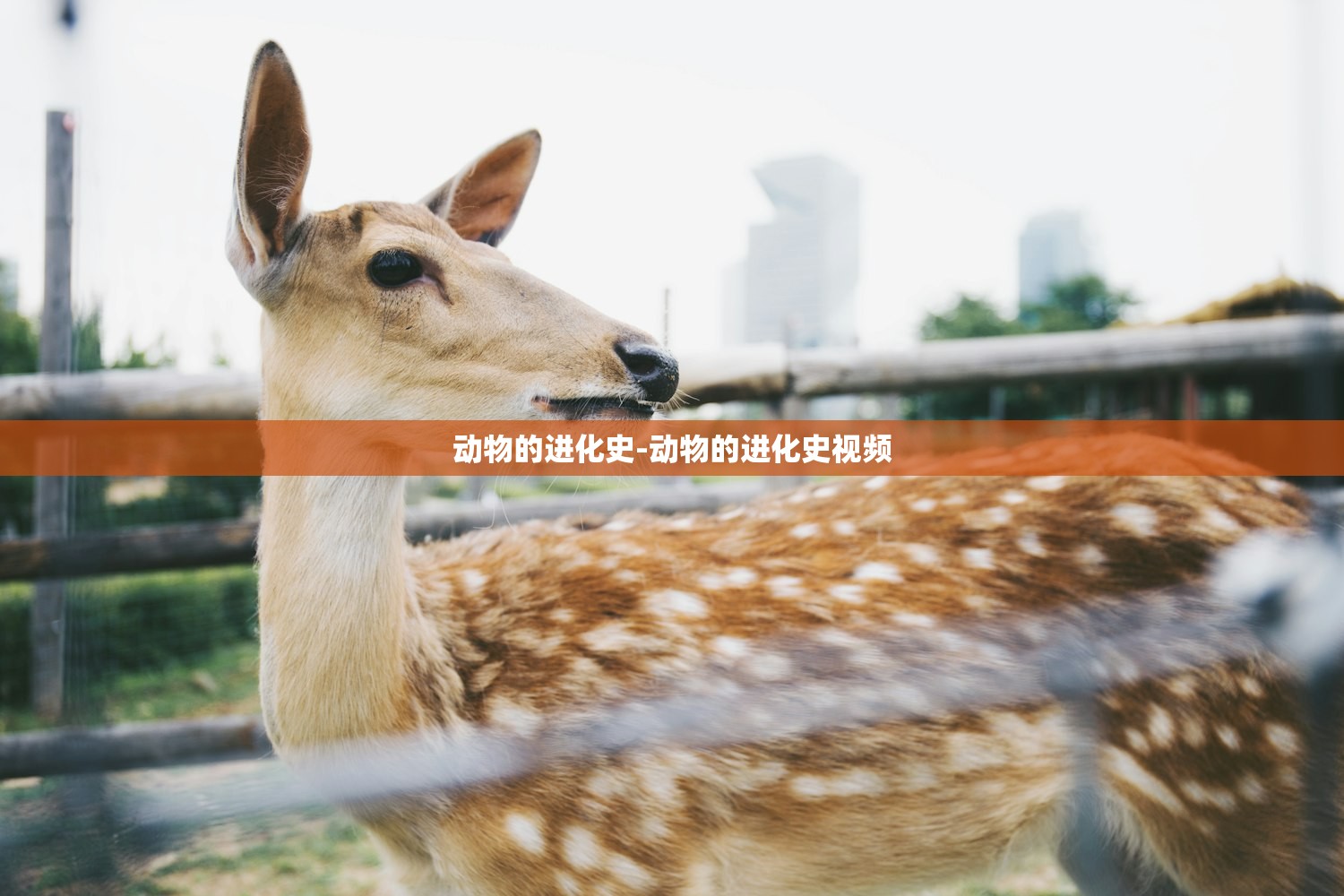 动物的进化史-动物的进化史视频