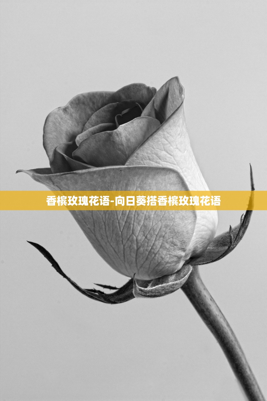 香槟玫瑰花语-向日葵搭香槟玫瑰花语 香槟玫瑰花语-向日葵搭香槟玫瑰花语