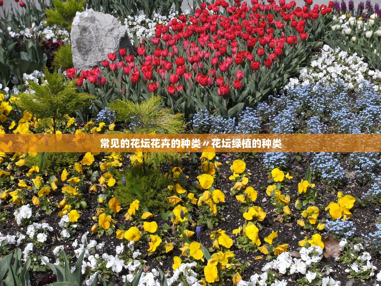 常见的花坛花卉的种类〃花坛绿植的种类
