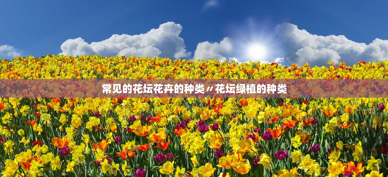 常见的花坛花卉的种类〃花坛绿植的种类