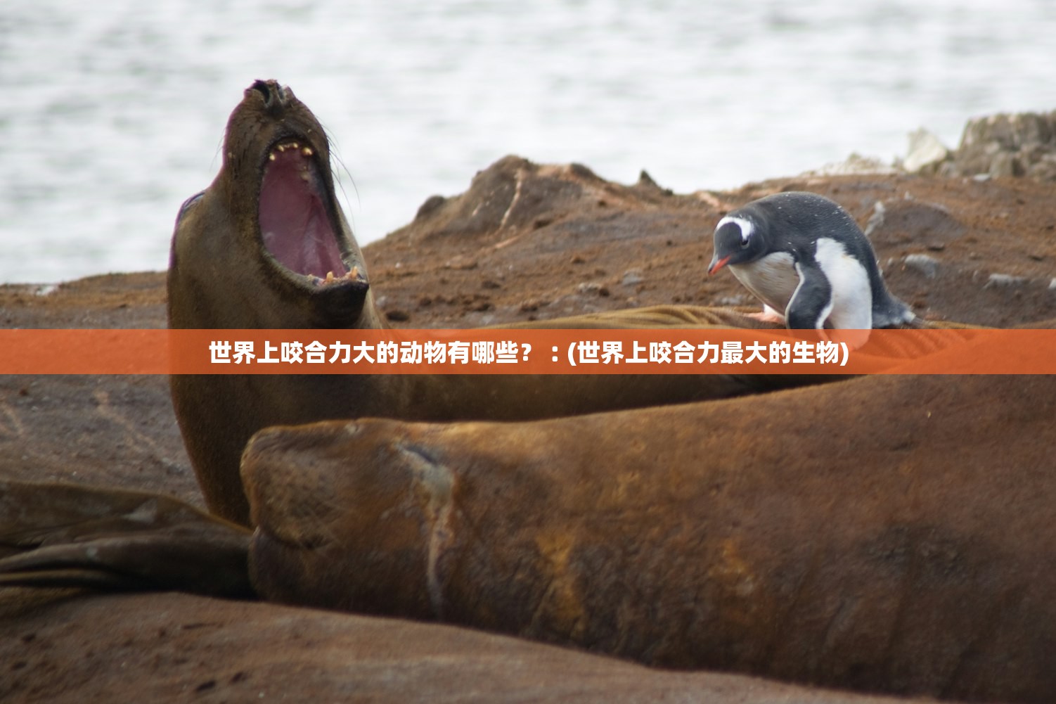 世界上咬合力大的动物有哪些？︰(世界上咬合力最大的生物)