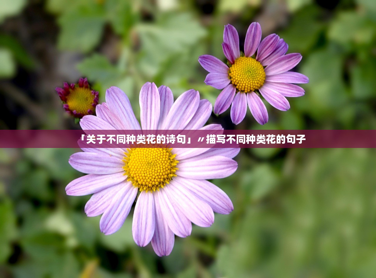 「关于不同种类花的诗句」〃描写不同种类花的句子