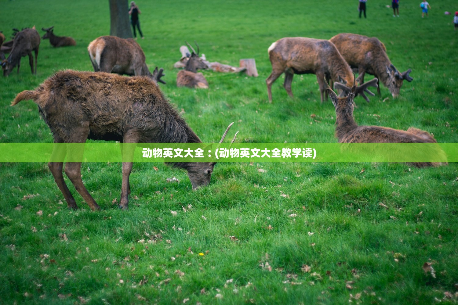 动物英文大全︰(动物英文大全教学读)