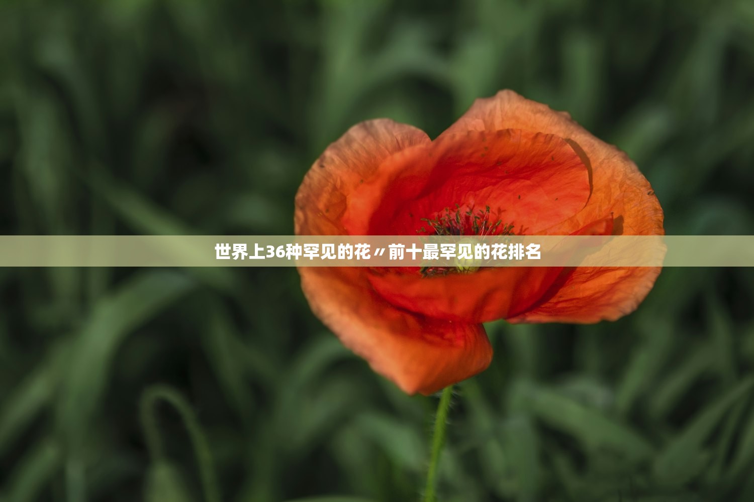 世界上36种罕见的花〃前十最罕见的花排名