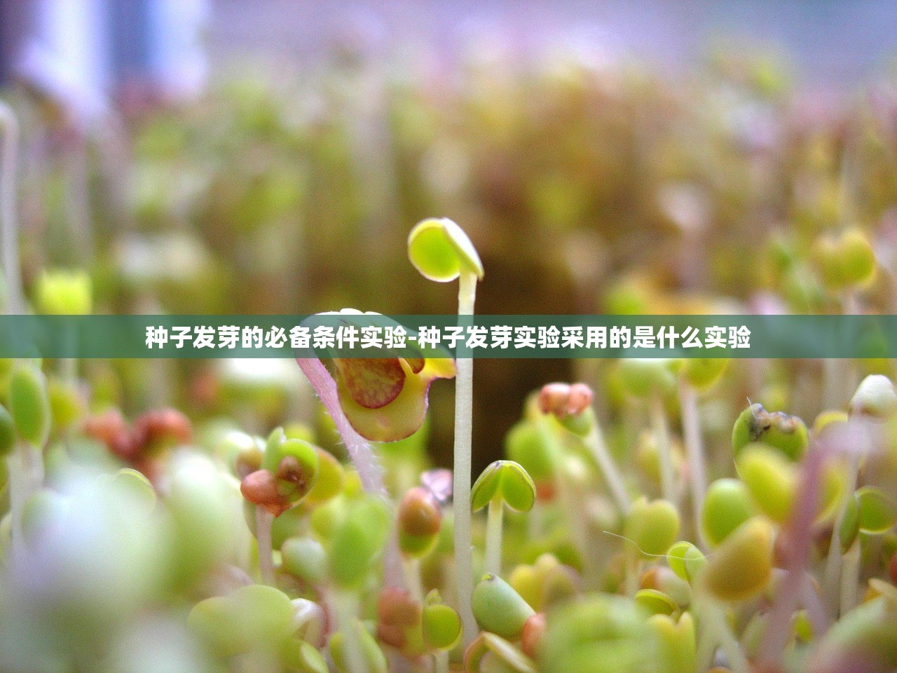 种子发芽的必备条件实验-种子发芽实验采用的是什么实验