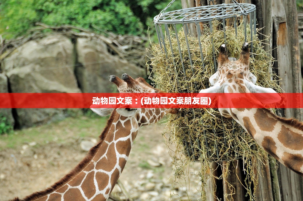 动物园文案︰(动物园文案朋友圈)