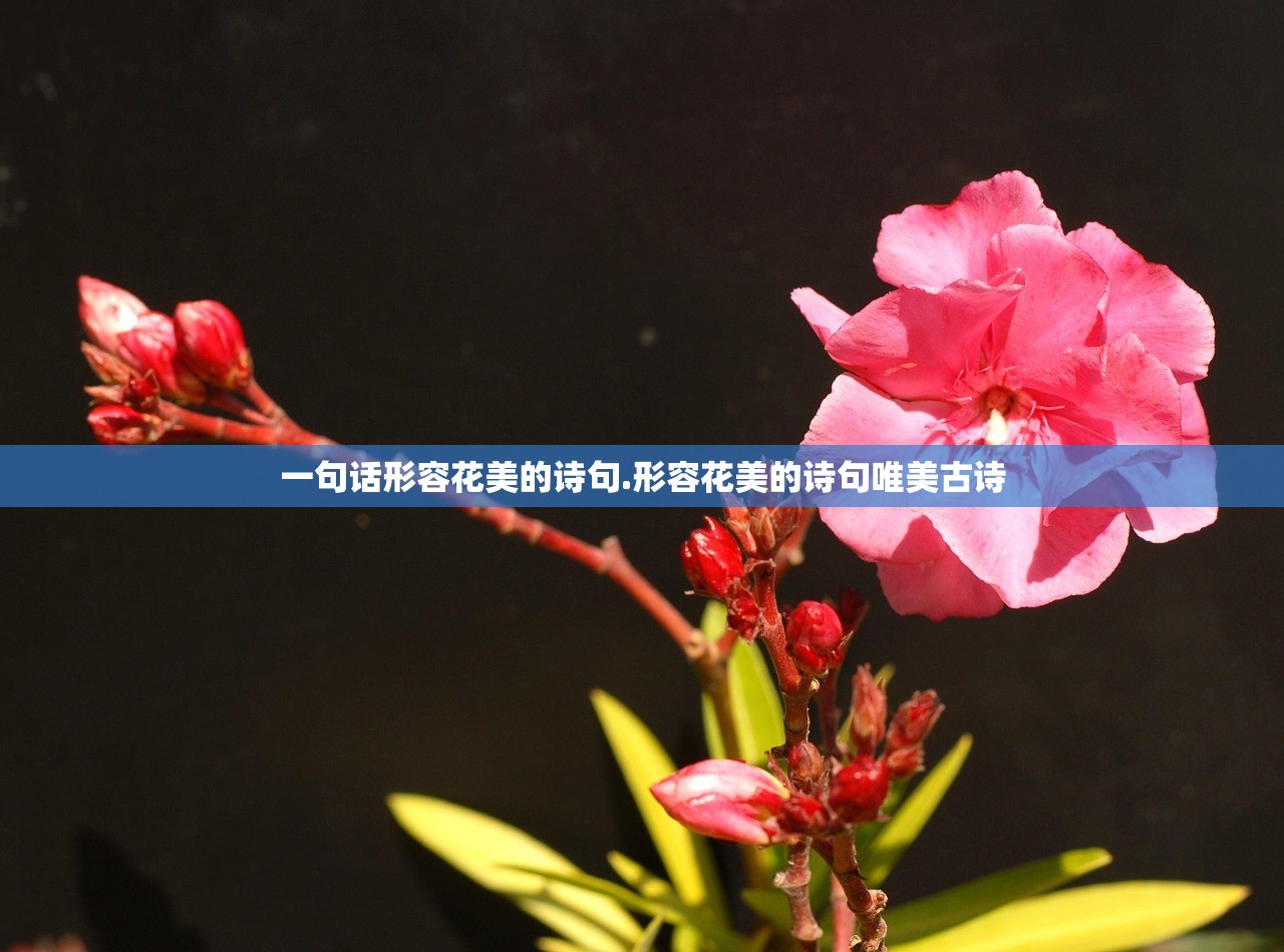 一句话形容花美的诗句.形容花美的诗句唯美古诗