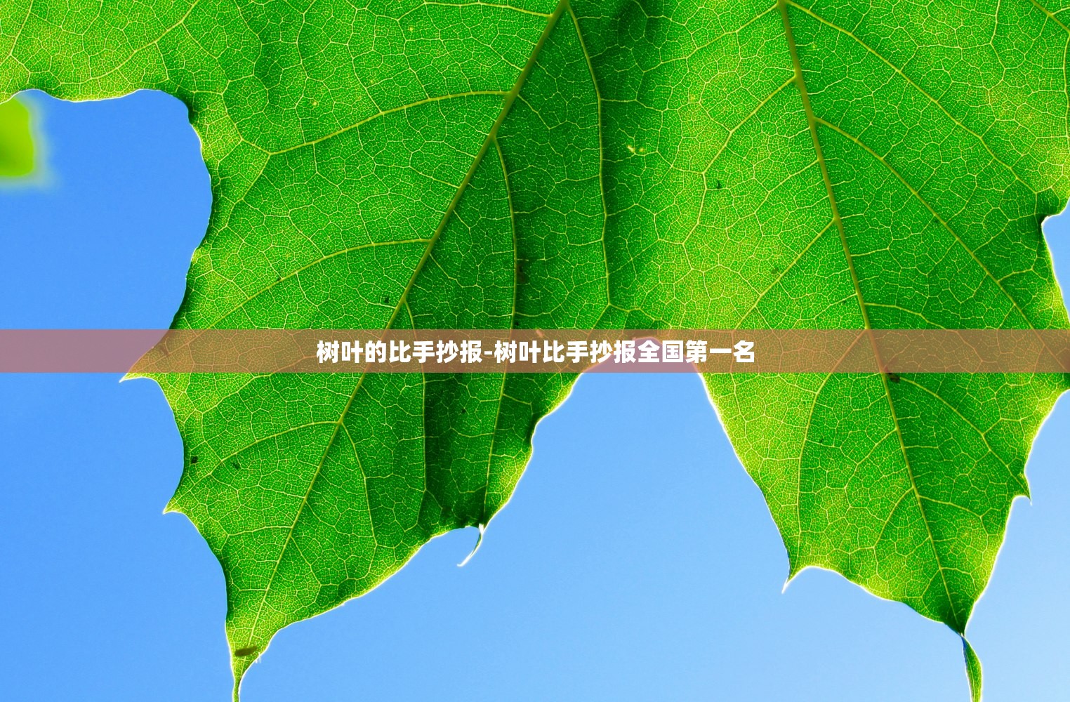 树叶的比手抄报-树叶比手抄报全国第一名 树叶的比手抄报-树叶比手抄报全国第一名