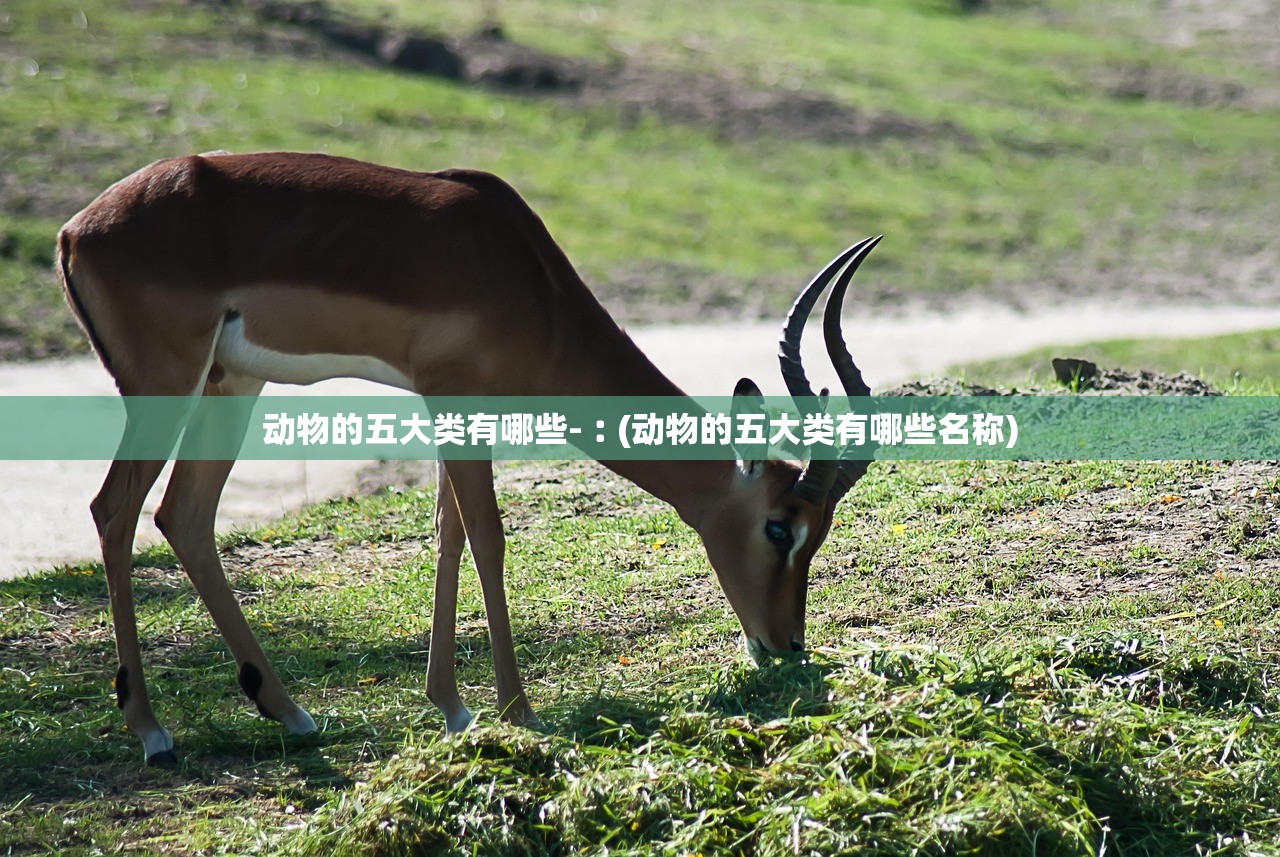 动物的五大类有哪些-︰(动物的五大类有哪些名称)
