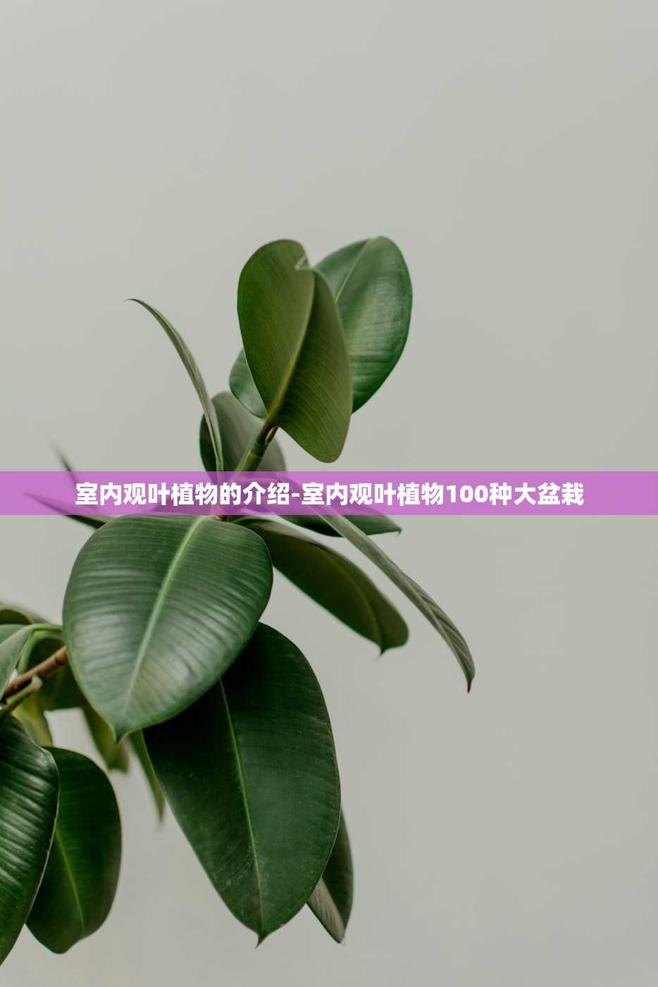 室内观叶植物的介绍-室内观叶植物100种大盆栽