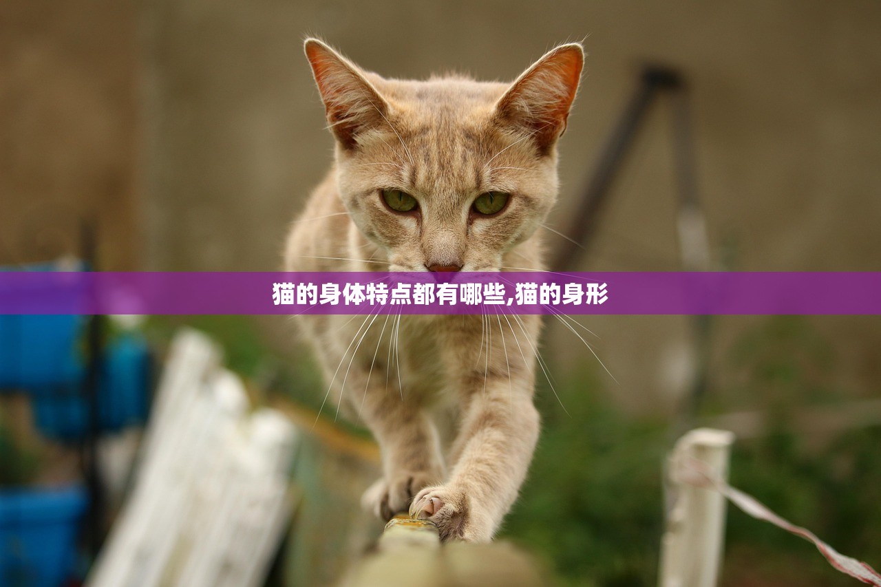 猫的身体特点都有哪些,猫的身形