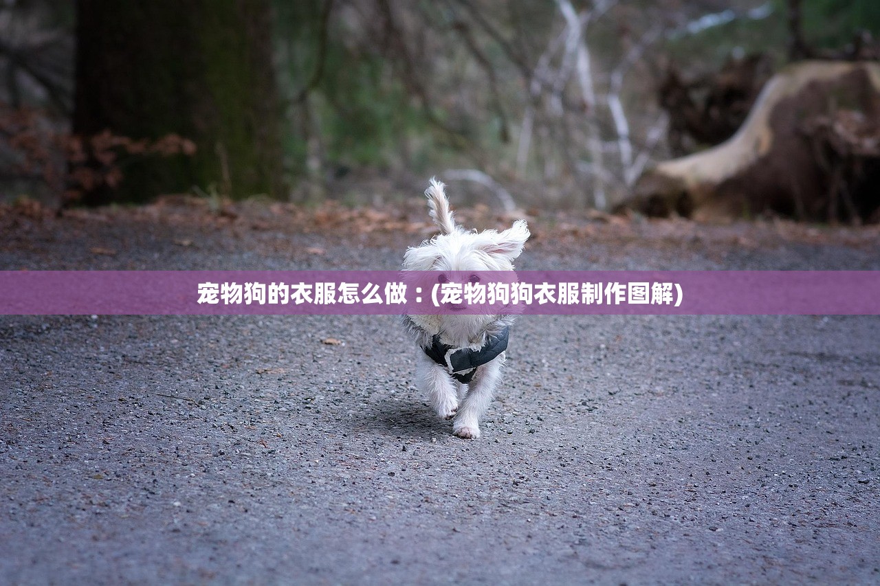 宠物狗的衣服怎么做︰(宠物狗狗衣服制作图解) 宠物狗的衣服怎么做︰(宠物狗狗衣服制作图解)