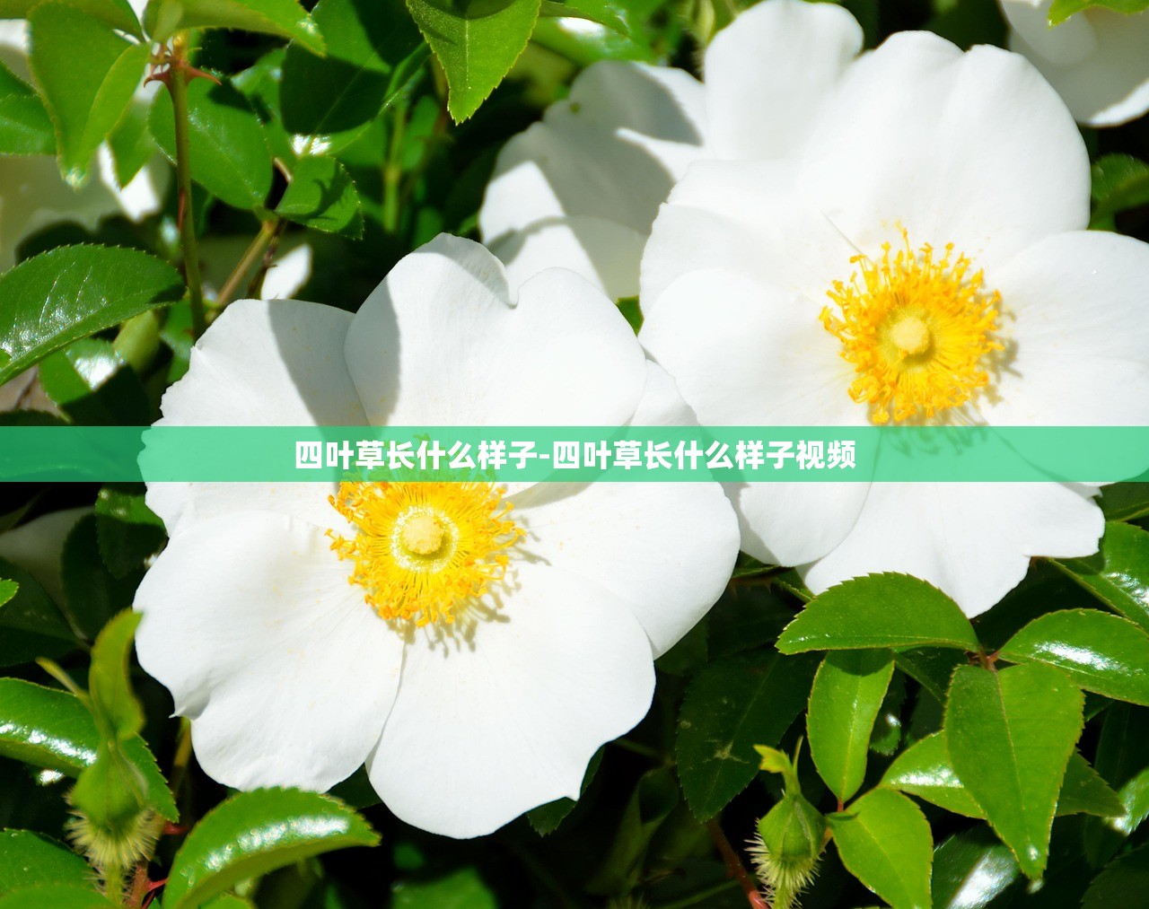 四叶草长什么样子-四叶草长什么样子视频