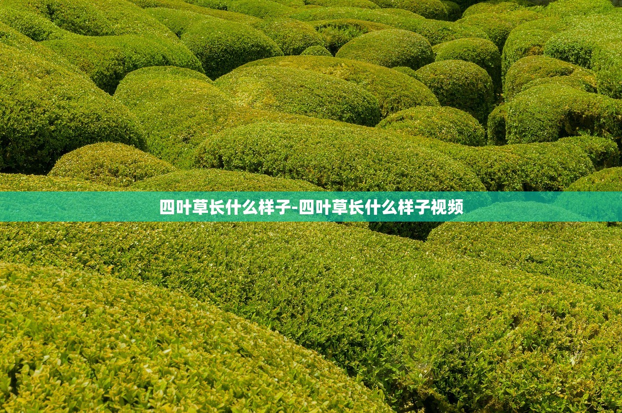 四叶草长什么样子-四叶草长什么样子视频