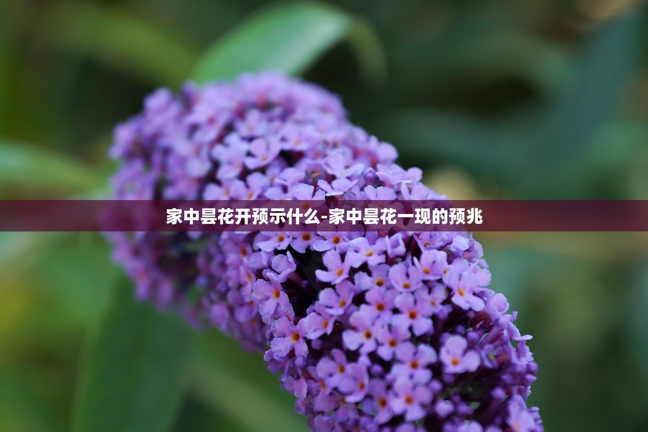 家中昙花开预示什么-家中昙花一现的预兆