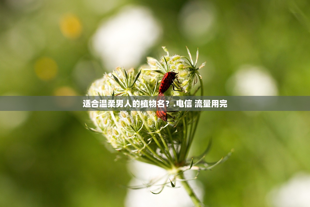 适合温柔男人的植物名？.电信 流量用完