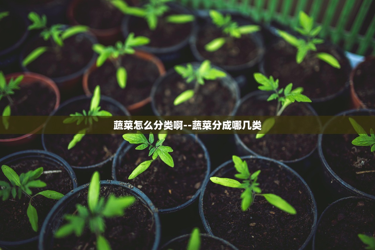 蔬菜怎么分类啊--蔬菜分成哪几类