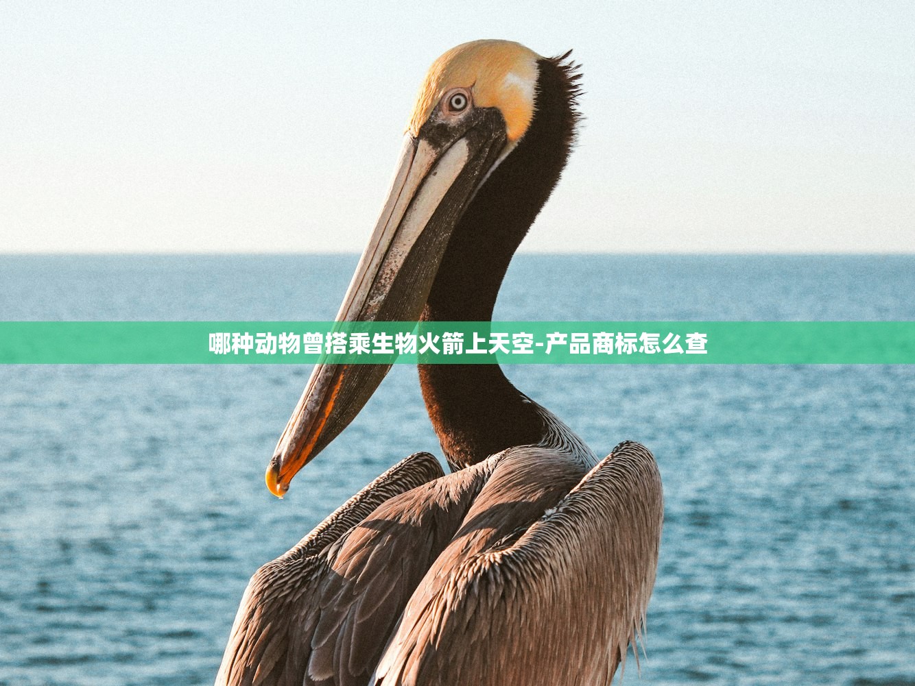 哪种动物曾搭乘生物火箭上天空-产品商标怎么查