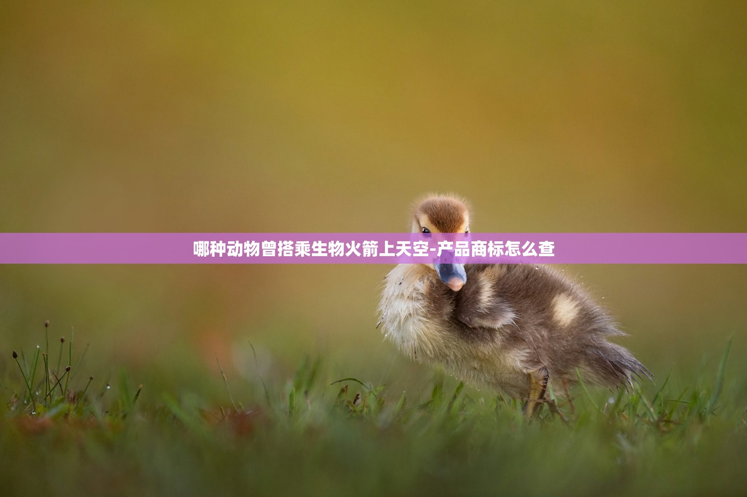 哪种动物曾搭乘生物火箭上天空-产品商标怎么查 哪种动物曾搭乘生物火箭上天空-产品商标怎么查