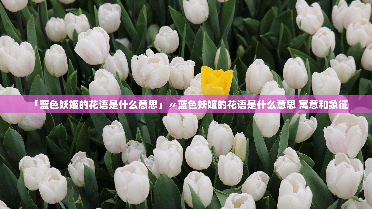 「蓝色妖姬的花语是什么意思」〃蓝色妖姬的花语是什么意思 寓意和象征