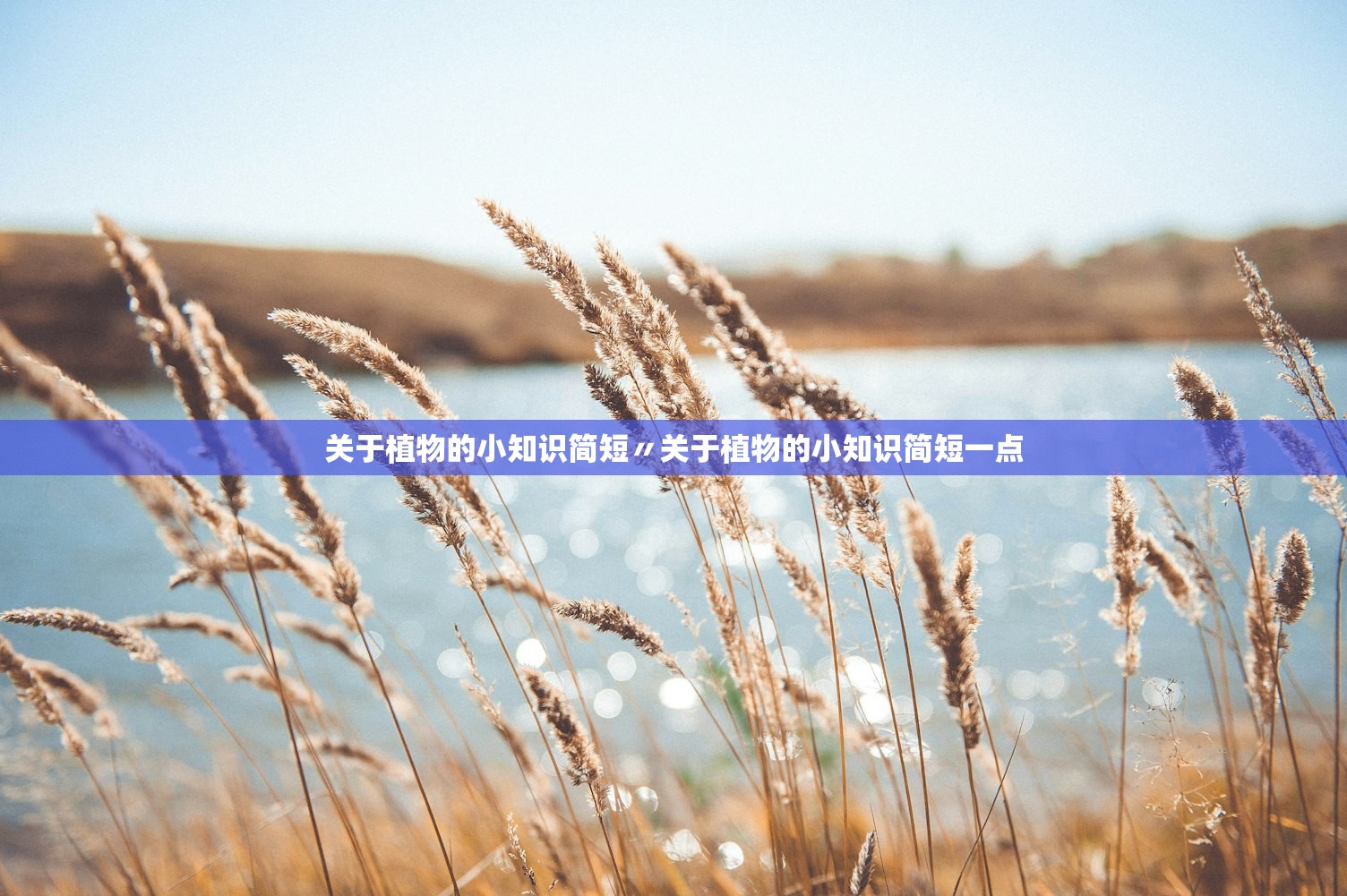 关于植物的小知识简短〃关于植物的小知识简短一点