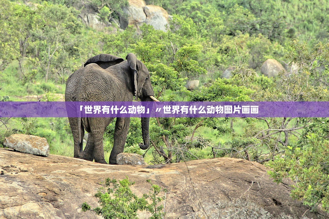 「世界有什么动物」〃世界有什么动物图片画画