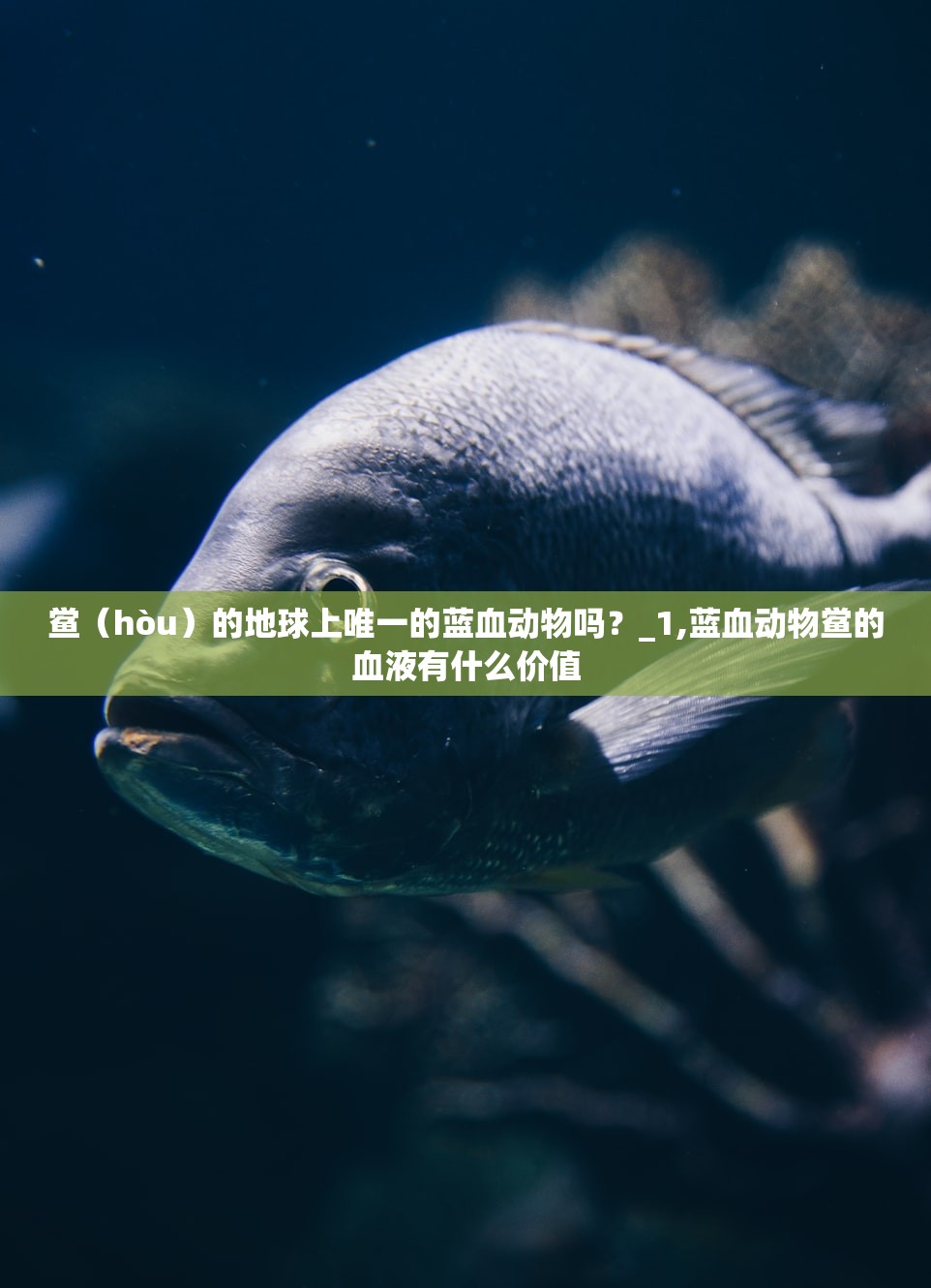 鲎(hòu)的地球上唯一的蓝血动物吗?_1,蓝血动物鲎的血液有什么价值 鲎(hòu)的地球上唯一的蓝血动物吗?_1,蓝血动物鲎的血液有什么价值