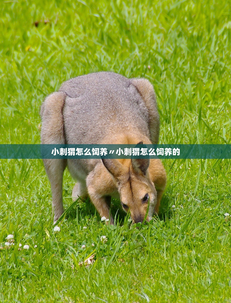 小刺猬怎么饲养〃小刺猬怎么饲养的