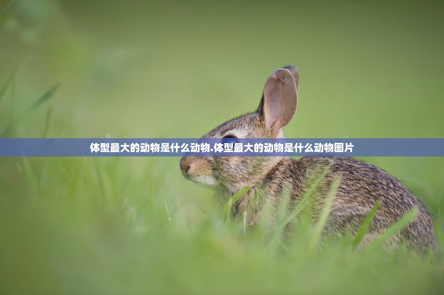 体型最大的动物是什么动物.体型最大的动物是什么动物图片