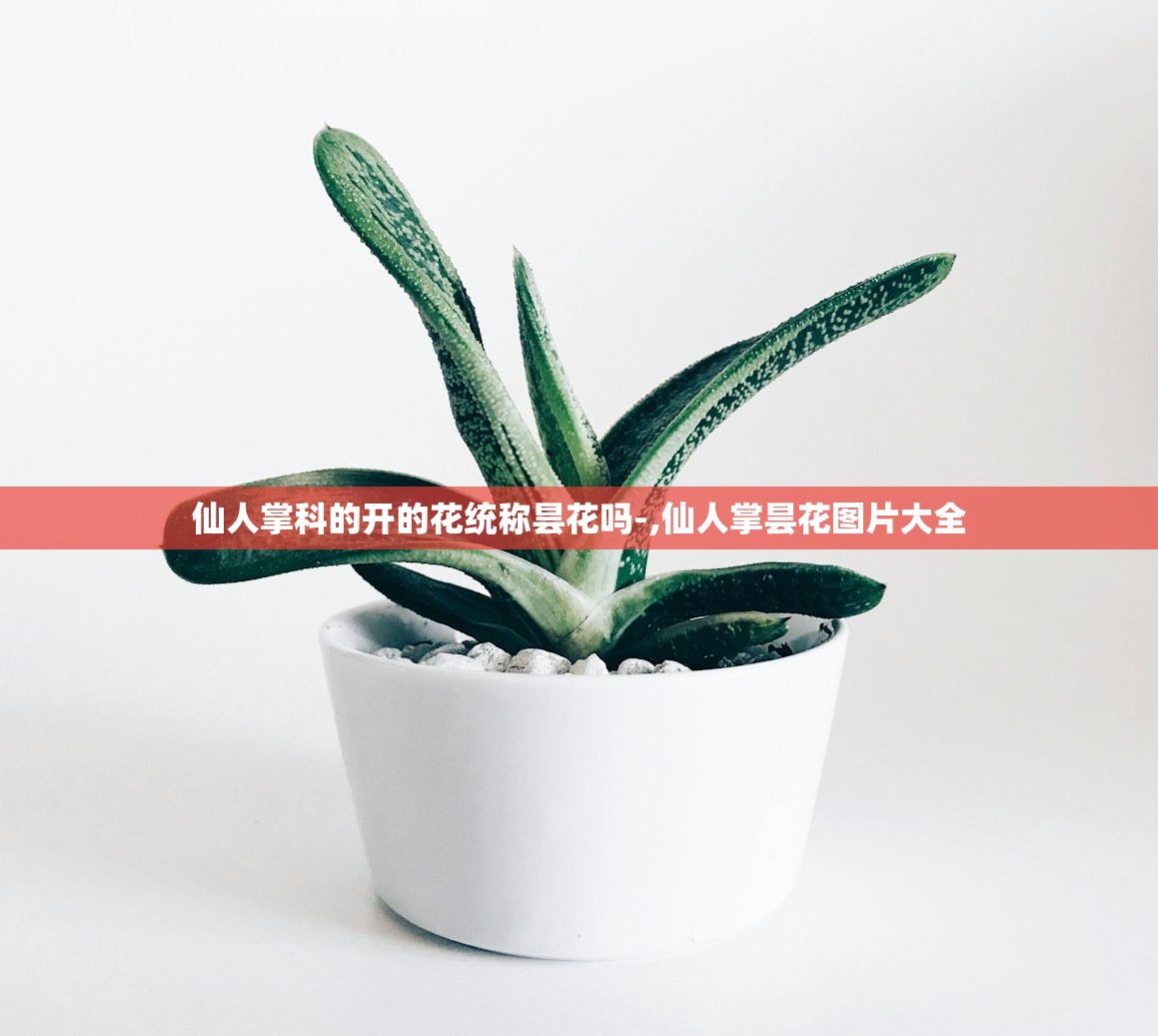 仙人掌科的开的花统称昙花吗-,仙人掌昙花图片大全