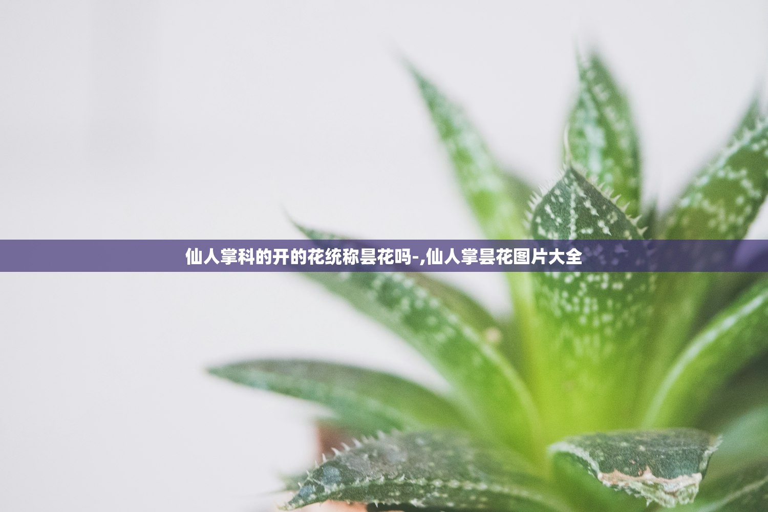 仙人掌科的开的花统称昙花吗-,仙人掌昙花图片大全