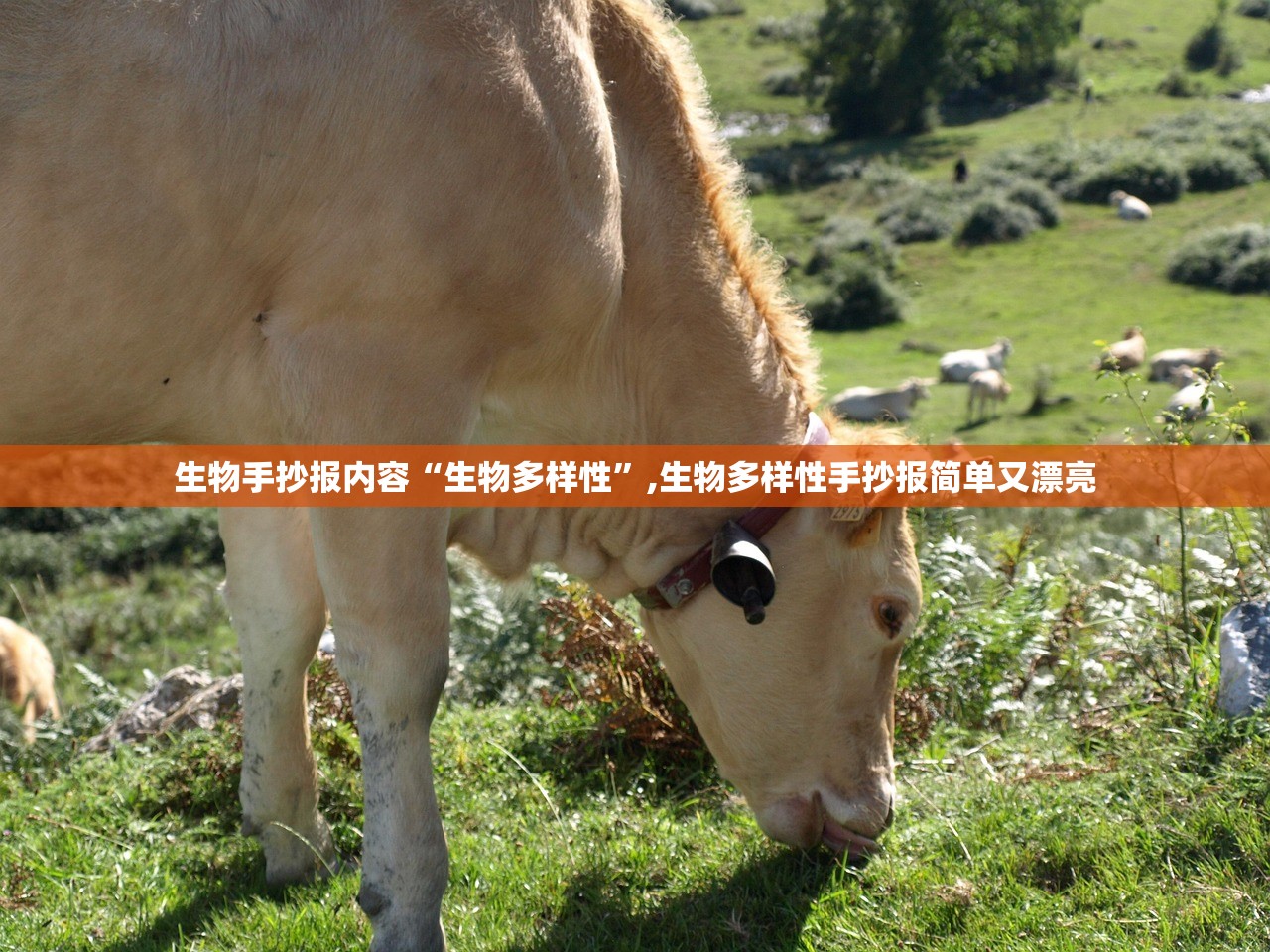 生物手抄报内容“生物多样性”,生物多样性手抄报简单又漂亮
