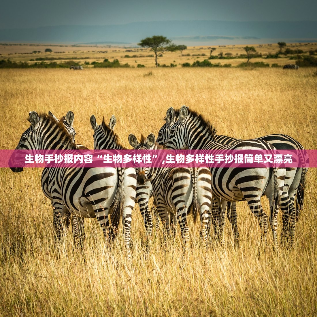 生物手抄报内容“生物多样性”,生物多样性手抄报简单又漂亮