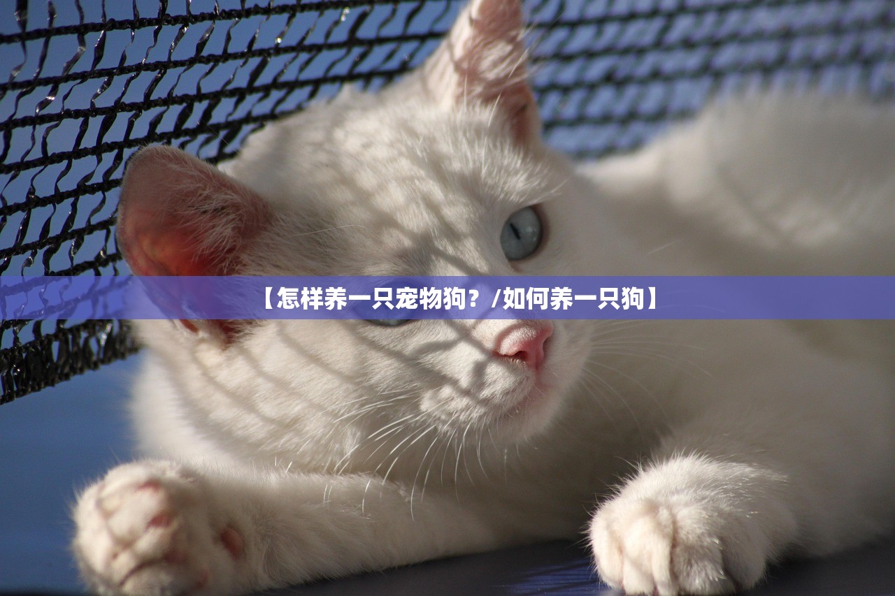 【怎样养一只宠物狗？/如何养一只狗】