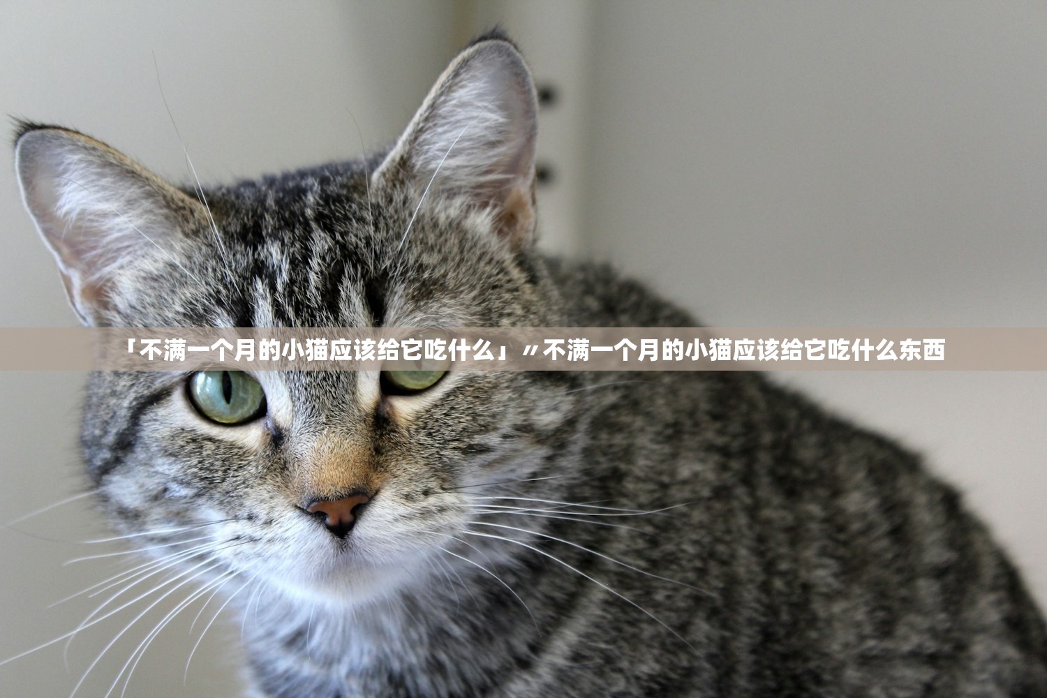 「不满一个月的小猫应该给它吃什么」〃不满一个月的小猫应该给它吃什么东西 「不满一个月的小猫应该给它吃什么」〃不满一个月的小猫应该给它吃什么东西