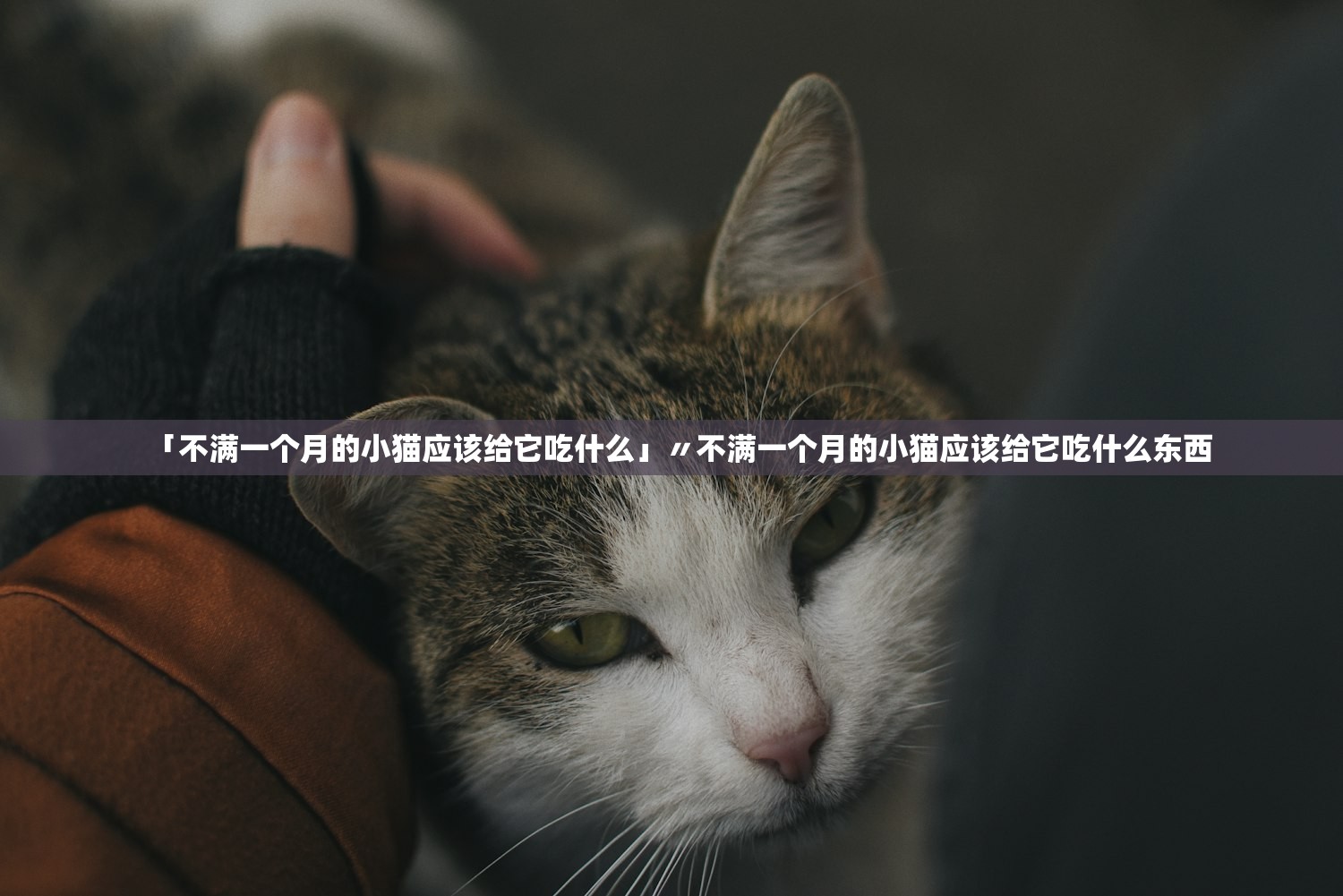 「不满一个月的小猫应该给它吃什么」〃不满一个月的小猫应该给它吃什么东西 「不满一个月的小猫应该给它吃什么」〃不满一个月的小猫应该给它吃什么东西