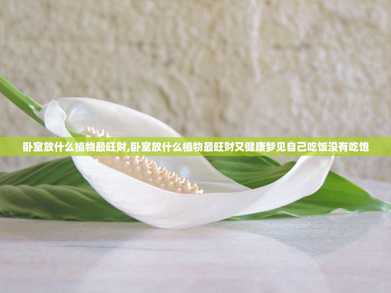 卧室放什么植物最旺财,卧室放什么植物最旺财又健康梦见自己吃饭没有吃饱