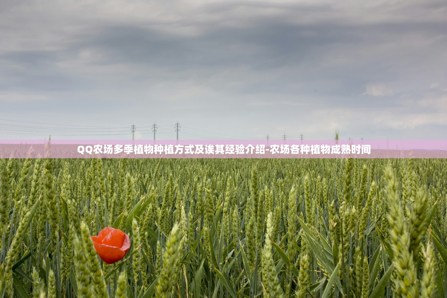 QQ农场多季植物种植方式及诶其经验介绍-农场各种植物成熟时间
