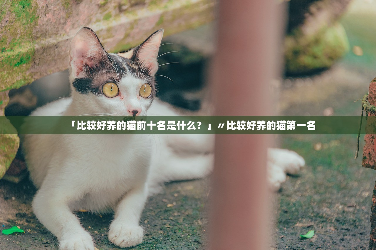 「比较好养的猫前十名是什么？」〃比较好养的猫第一名